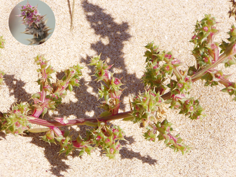 Russian thistle (Salsola kali) 2